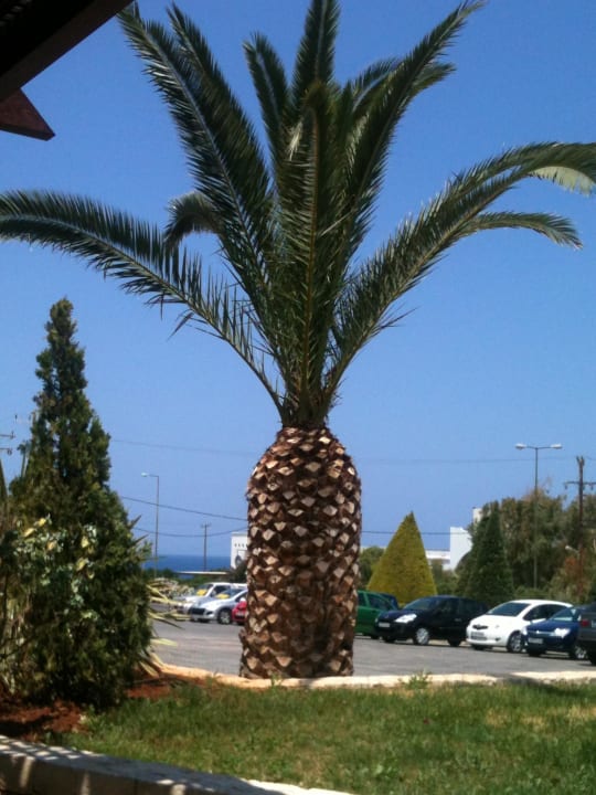 Die Palme beim Frühstück Grand Hotel Holiday Resort