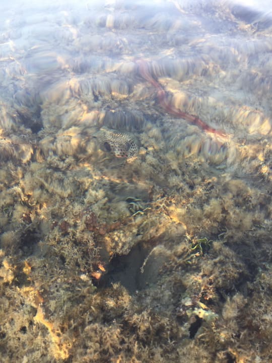 Strand Sea Star Beau Rivage