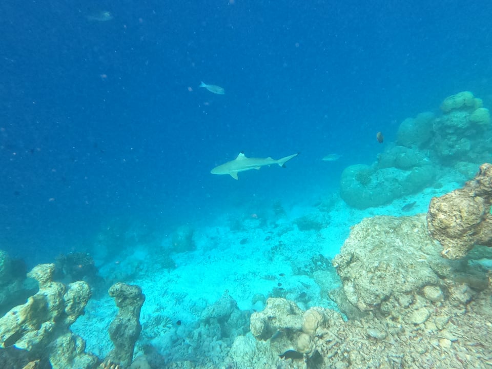 Strand Adaaran Club Rannalhi - All Inclusive