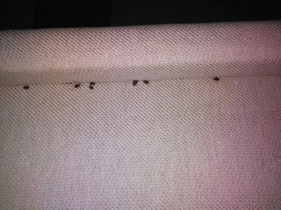 Wanzen im 1. Zimmer Picardy Hôtel-Gare du Nord