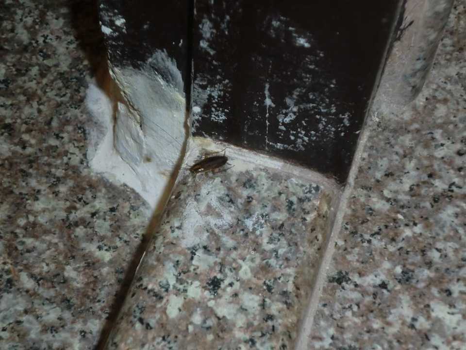 Unser Mitbewohner Hotel Diamond City