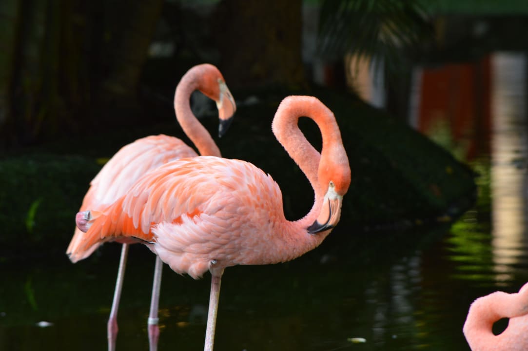 Flamingos sind in der Nähe der Lobby zu finden Grand Palladium Kantenah Resort & Spa