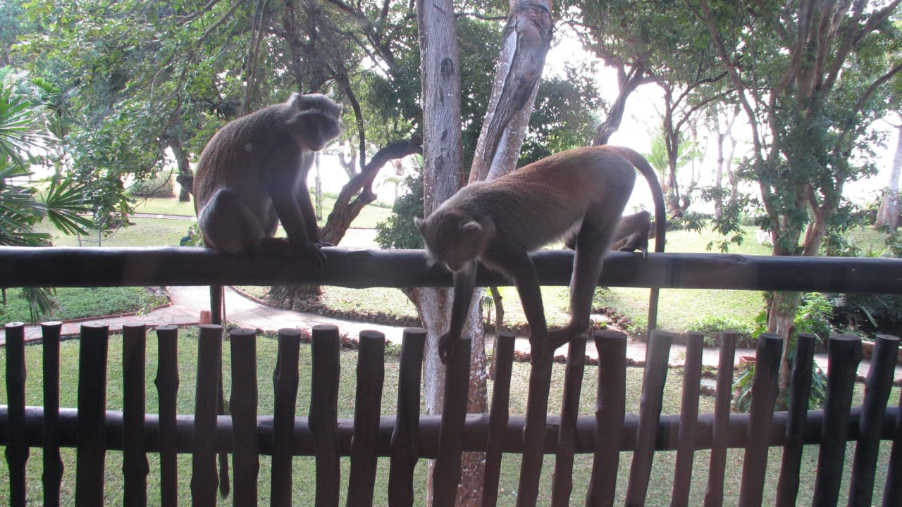 Blick in den Garten Baobab Beach Resort & Spa