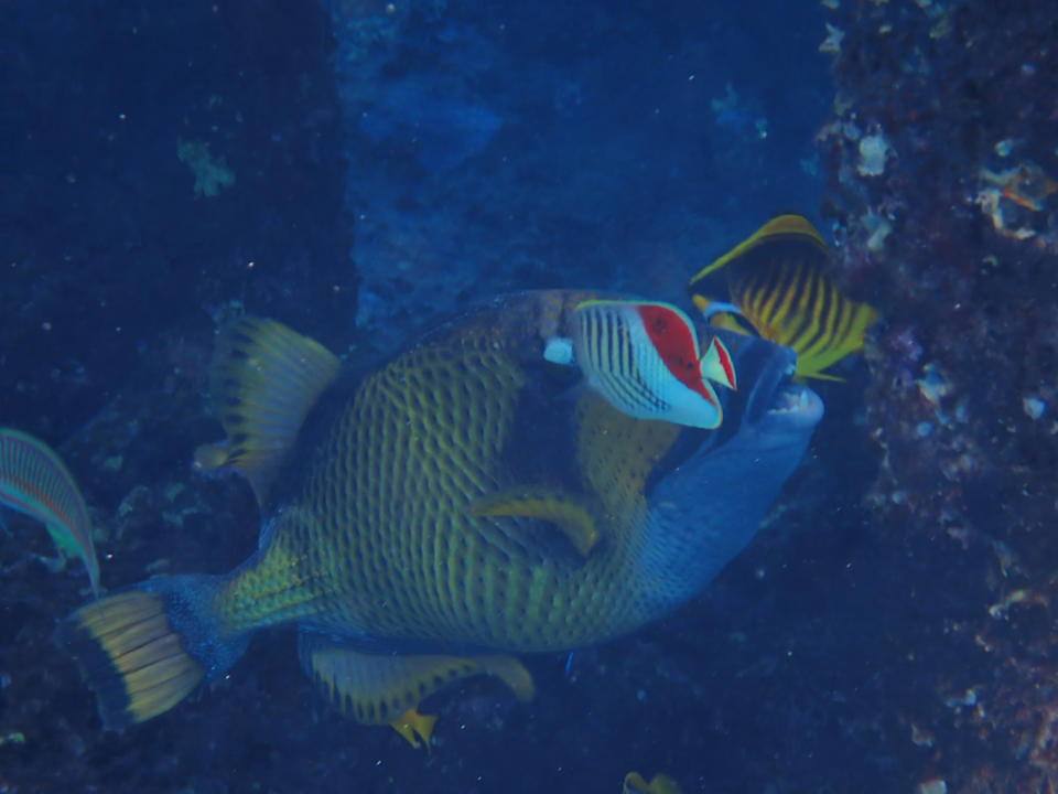 Sport & Freizeit Wadi Lahmy Azur Resort