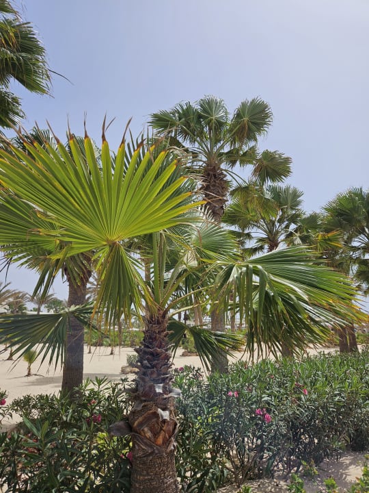 Gartenanlage Hotel Riu Karamboa