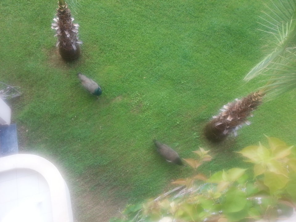 Pfauen mitten im Garten Labranda Alantur Resort