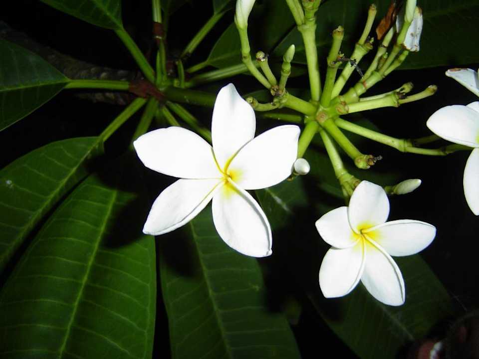 Pagodenbaum Casa Phönix Annex Isla Verde