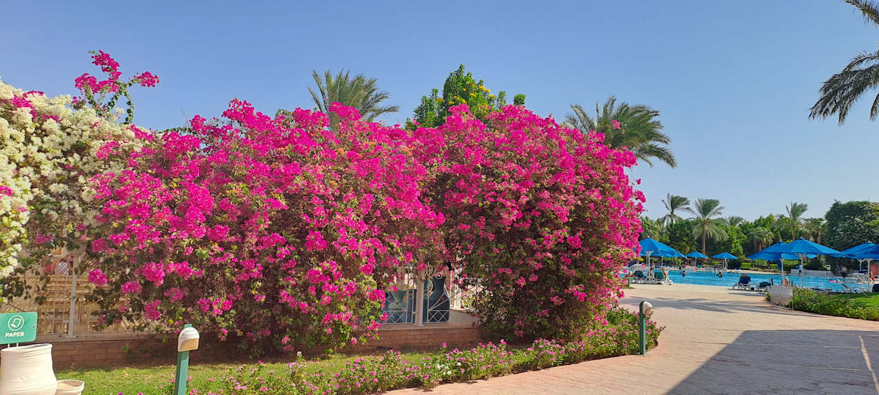 Außenansicht Desert Rose