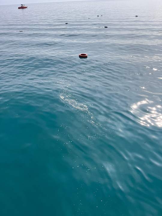 Strand TUI BLUE Palm Garden