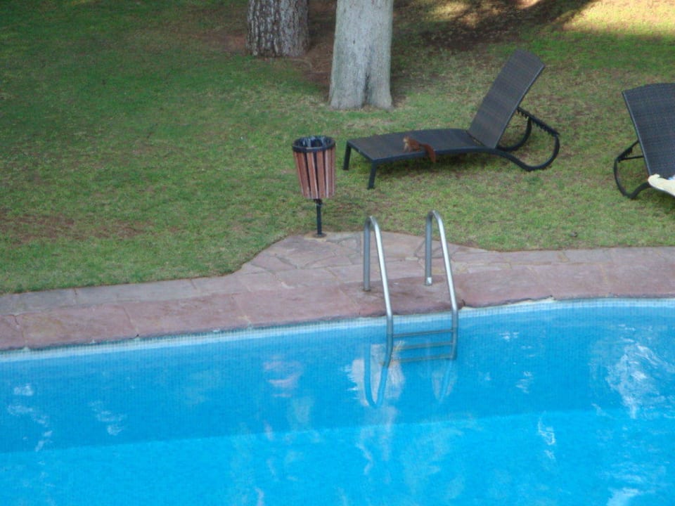 2 Eichhörnchen als Untermieter Hotel Intur Bonaire