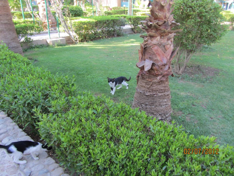 Katzen Giftun Azur Resort
