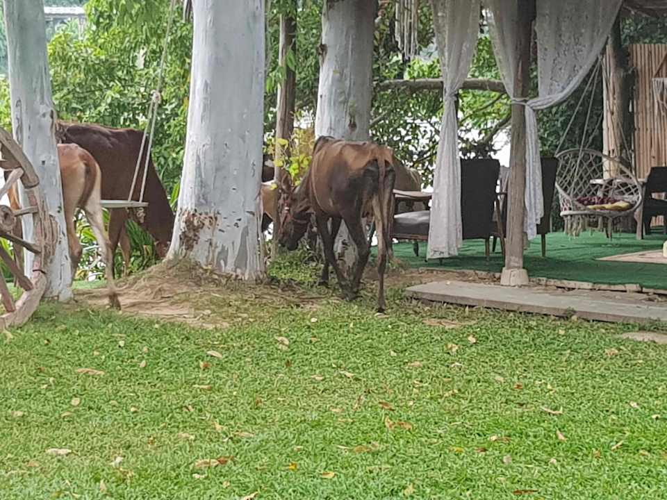 Gartenanlage The Antique Riverside Resort