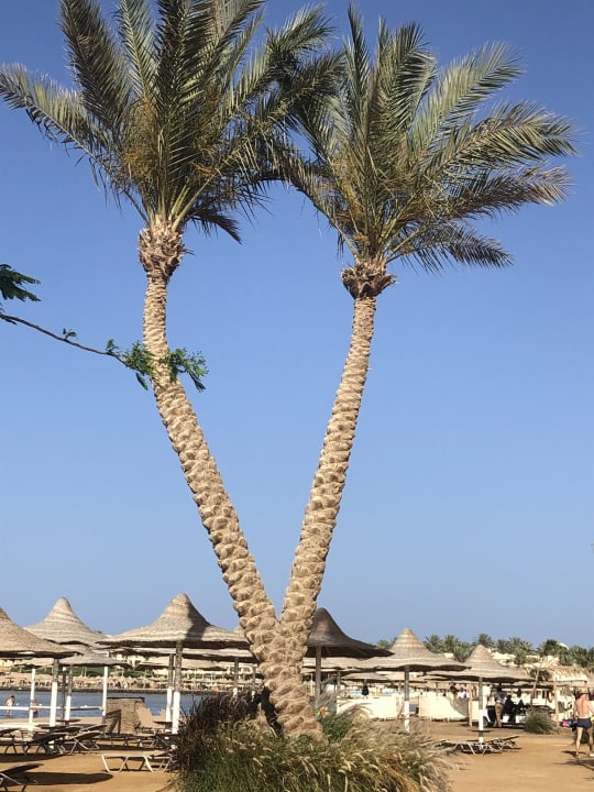 Strand Steigenberger Coraya Beach - Adults only