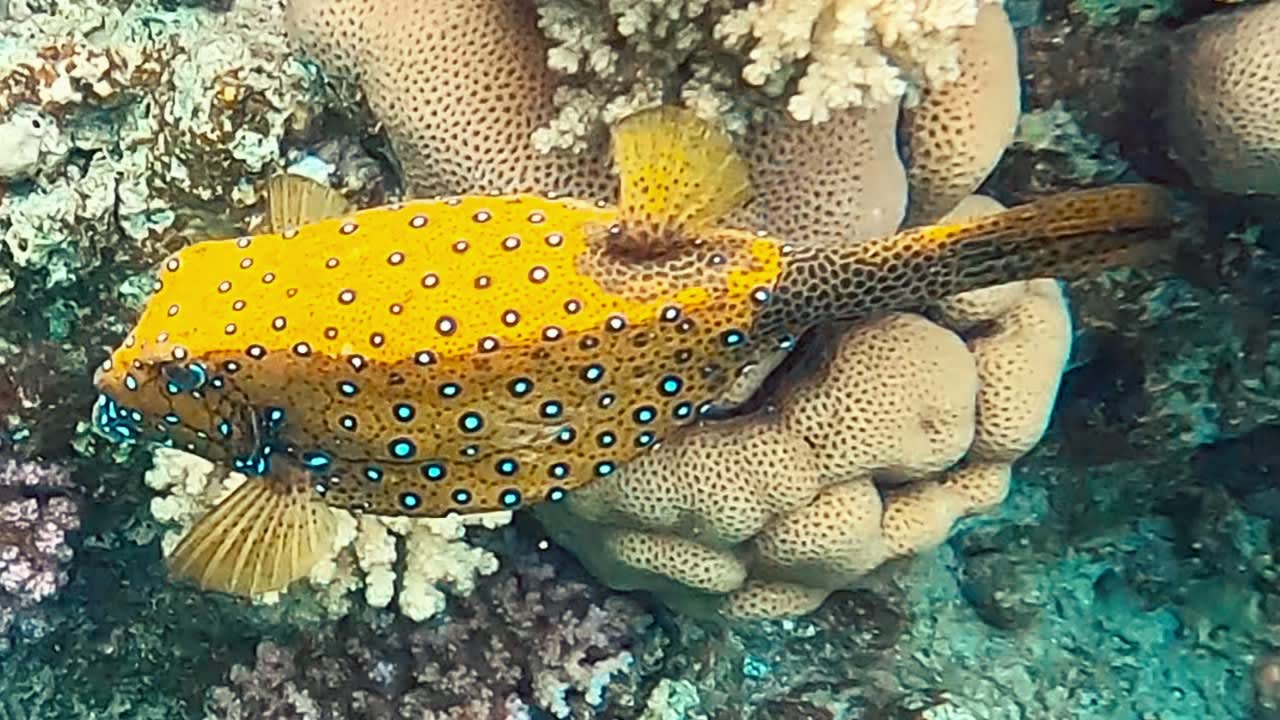 Sport & Freizeit Steigenberger Coraya Beach - Adults only