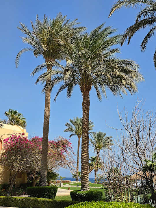 Ausblick Steigenberger Coraya Beach - Adults only