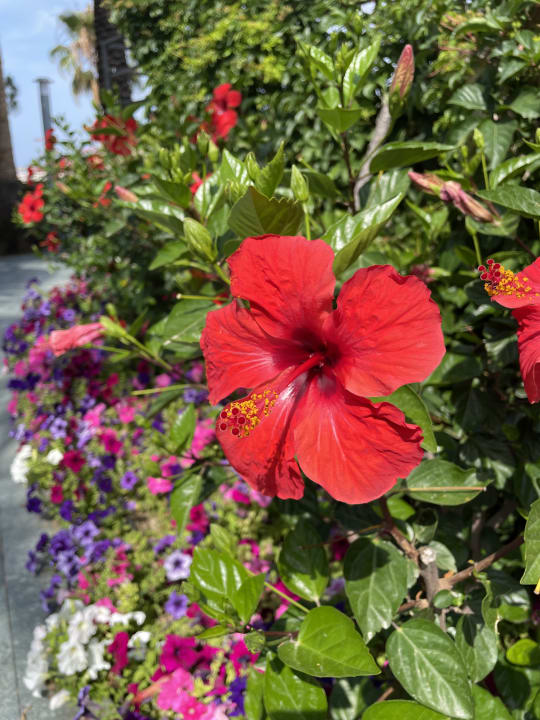 Gartenanlage Arycanda Kirman Premium