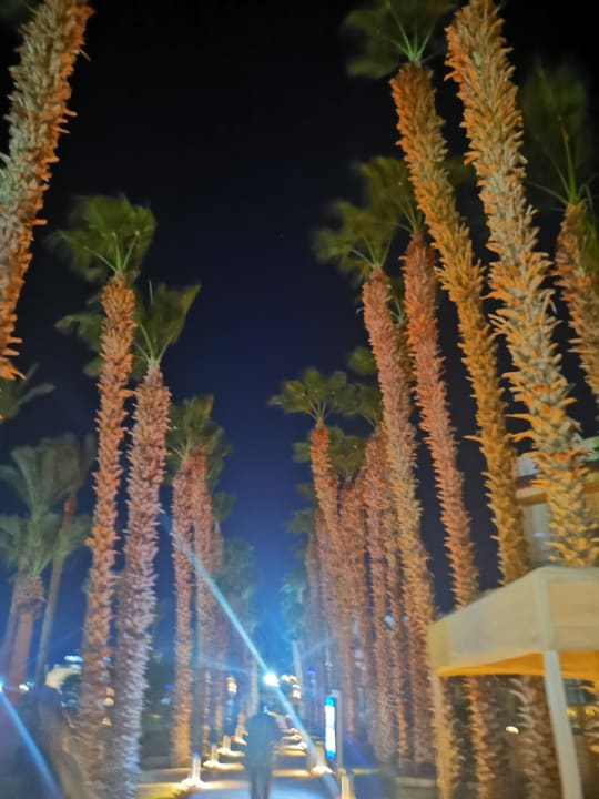 Gartenanlage Beach Albatros Resort