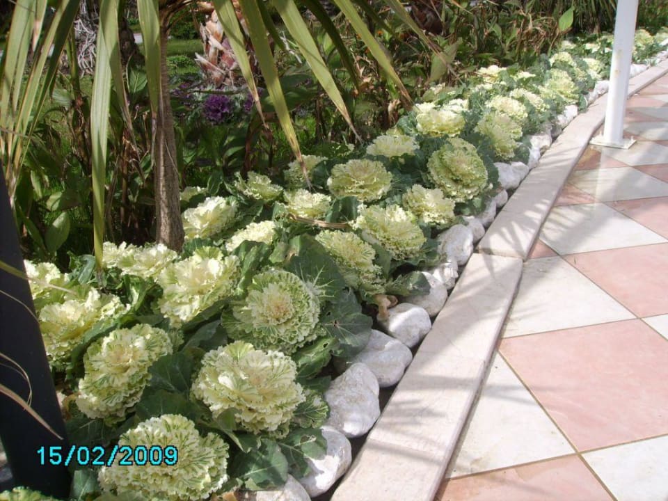 Winterliche Gartenbepflanzung Belek Beach Resort Hotel