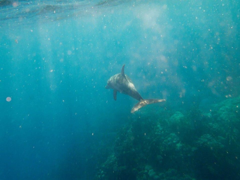 Schöne Schnorchel-Begleitung Malikia Resort Abu Dabbab