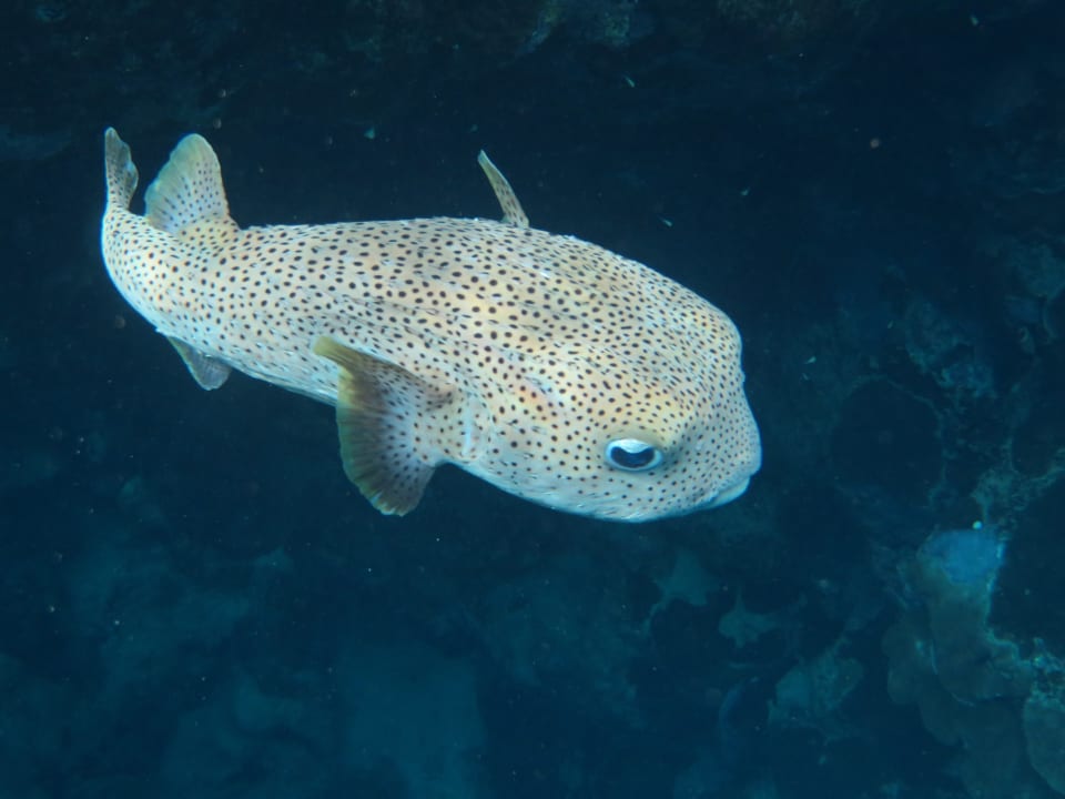 Strand Mövenpick Resort El Quseir