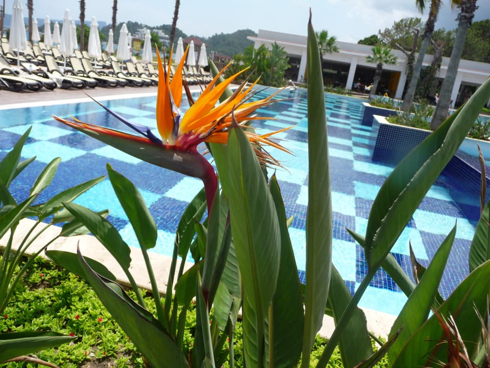 Pool Greenwood Kemer Resort