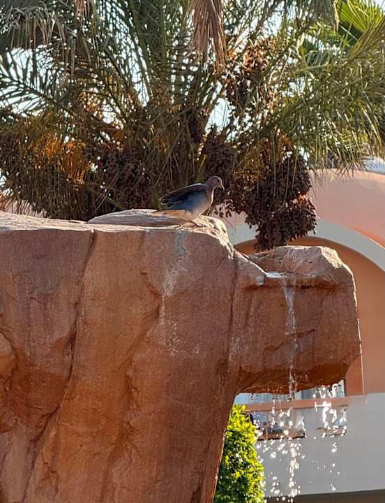 Gartenanlage Three Corners Sea Beach Resort