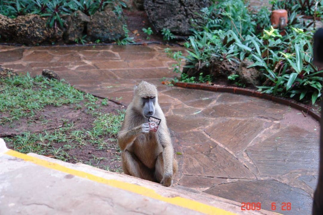 Małpka Baobab Beach Resort & Spa