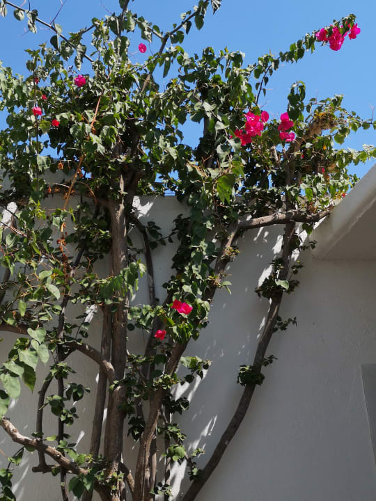 Außenansicht TUI KIDS CLUB Alex Beach