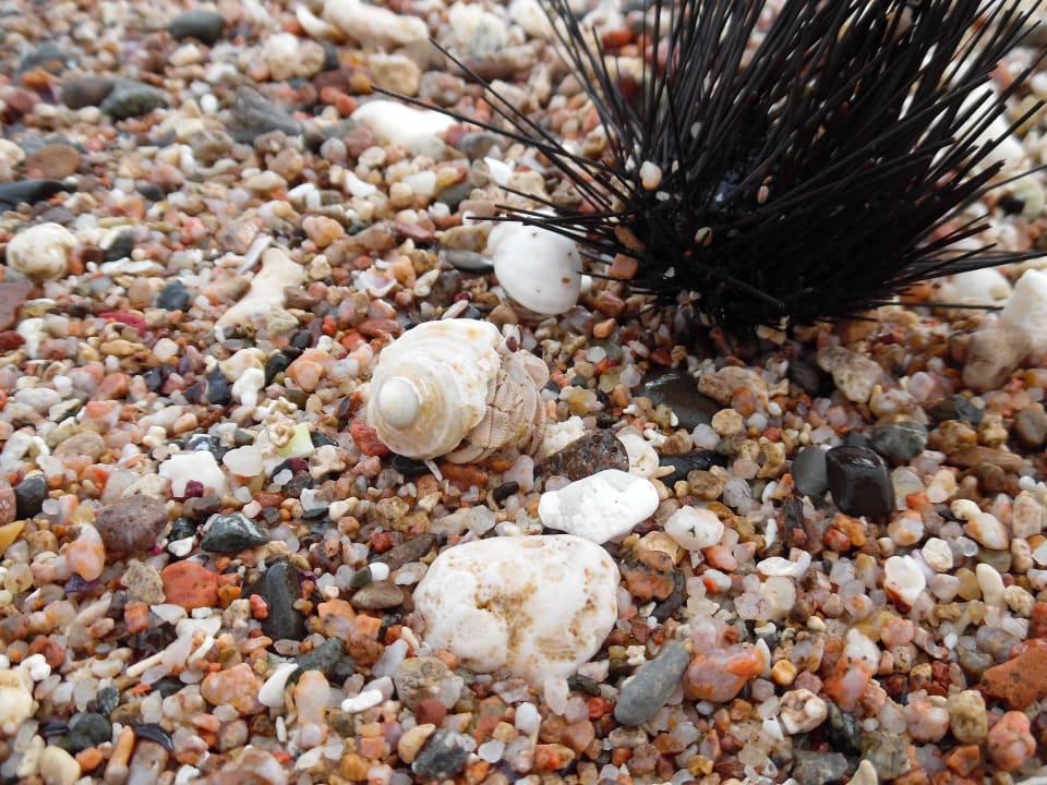 Strandspaziergang Three Corners Sea Beach Resort