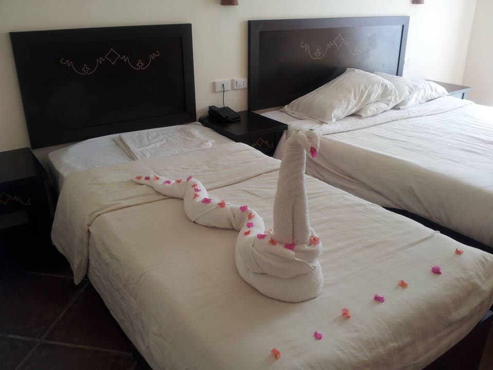 Wąż Three Corners Sea Beach Resort