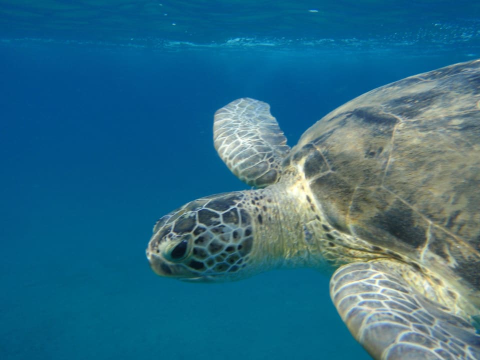 Żółwie Malikia Resort Abu Dabbab