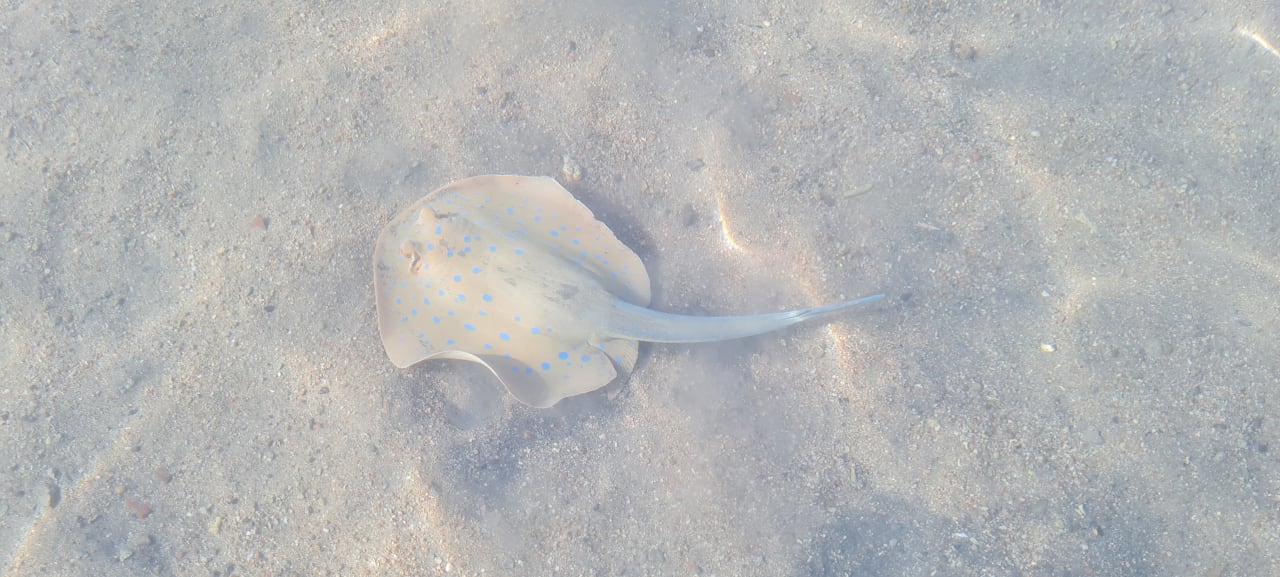 Strand Makadi Spa - Adults only