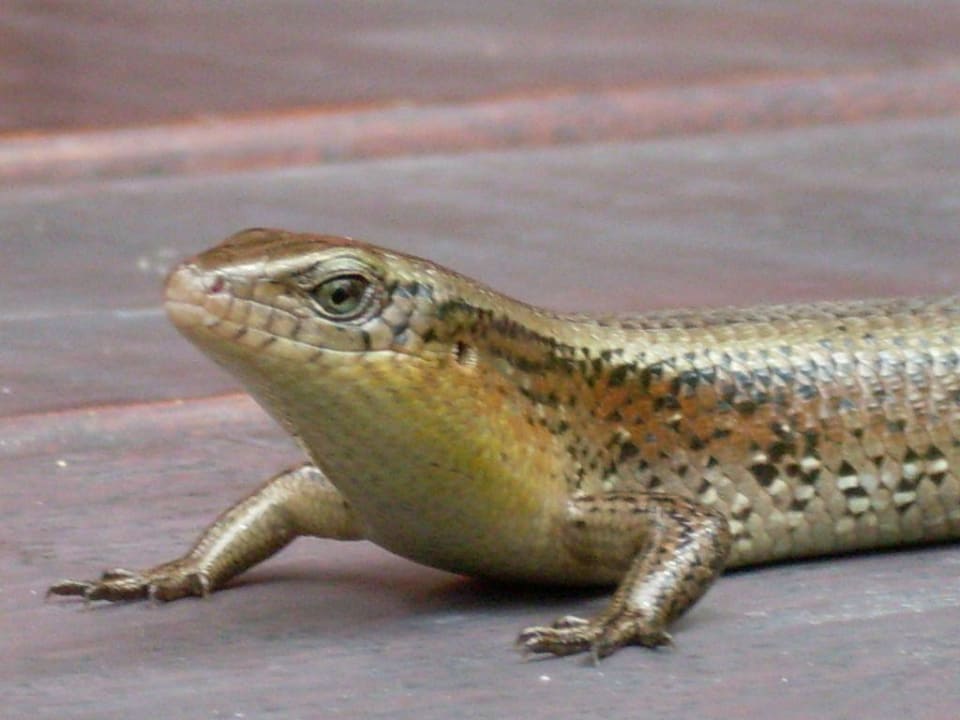 Eidechse (Lacerta?) Courtyard by Marriott Phuket, Patong Beach Resort