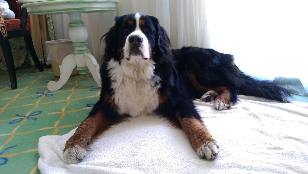 Im EG extra für Hundebesitzer Rugard Thermal Strandhotel