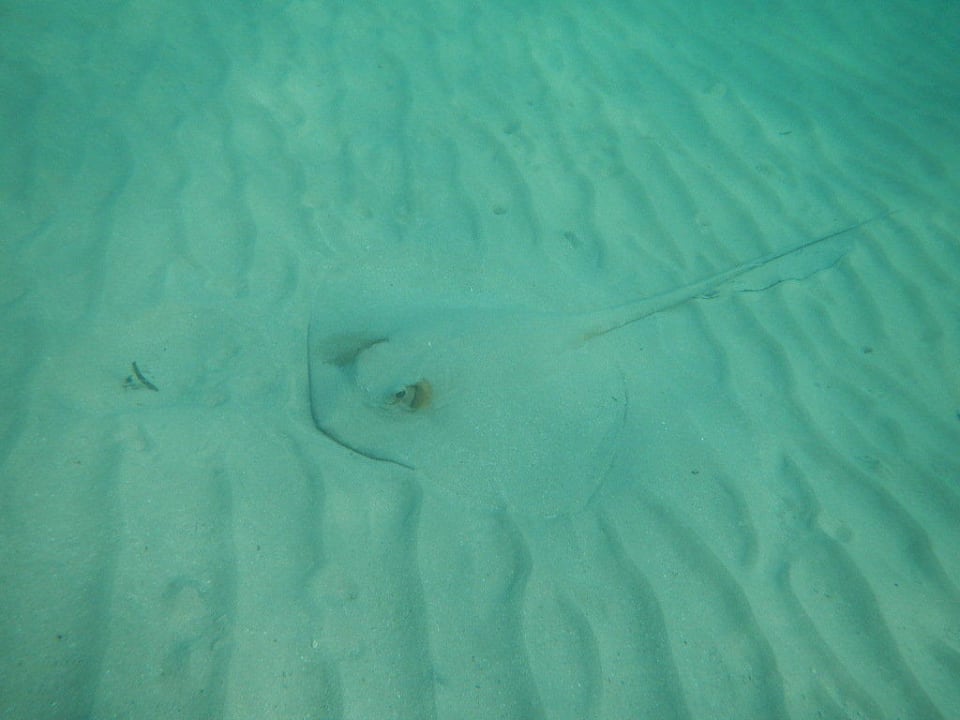 Rochen Hotel Gorgonia Beach Resort