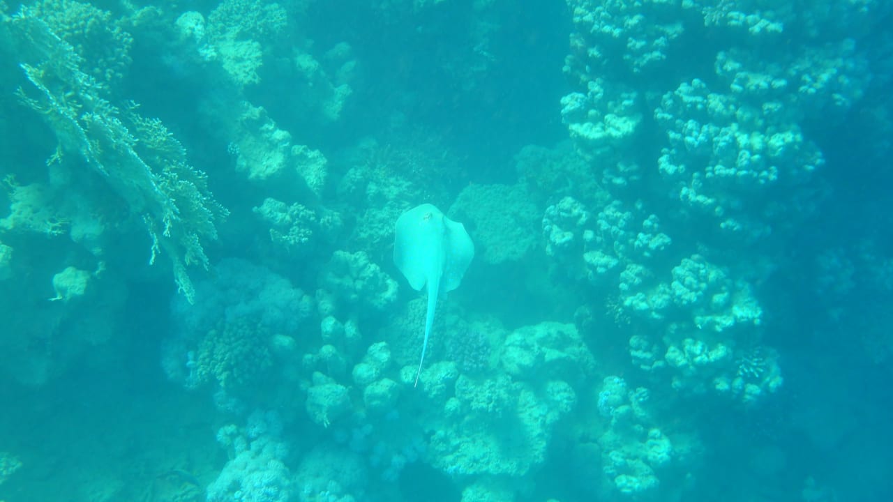 Sport & Freizeit Steigenberger Coraya Beach - Adults only