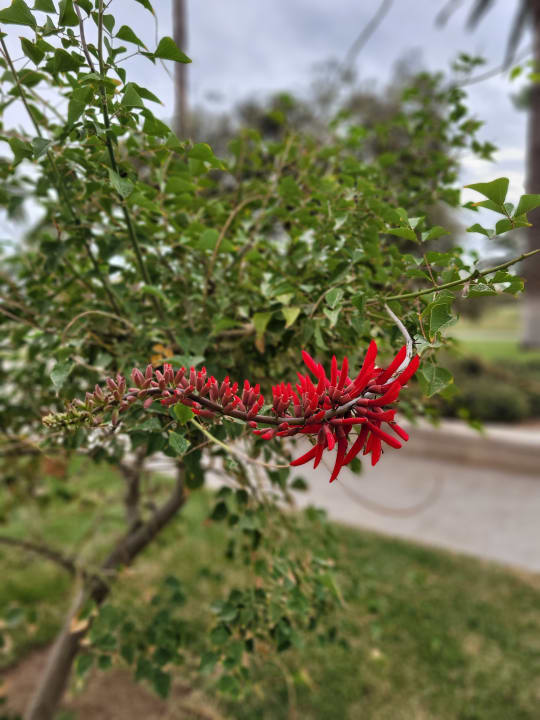 Gartenanlage The Orangers Garden Villas & Bungalows