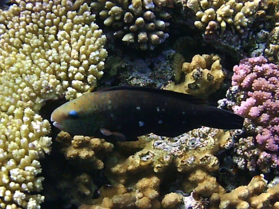 Strand The Grand Hotel Sharm El Sheikh