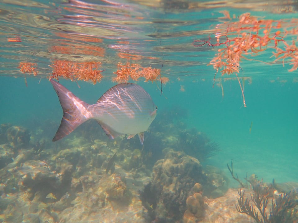 Strand Akumal Bay Beach & Wellness Resort