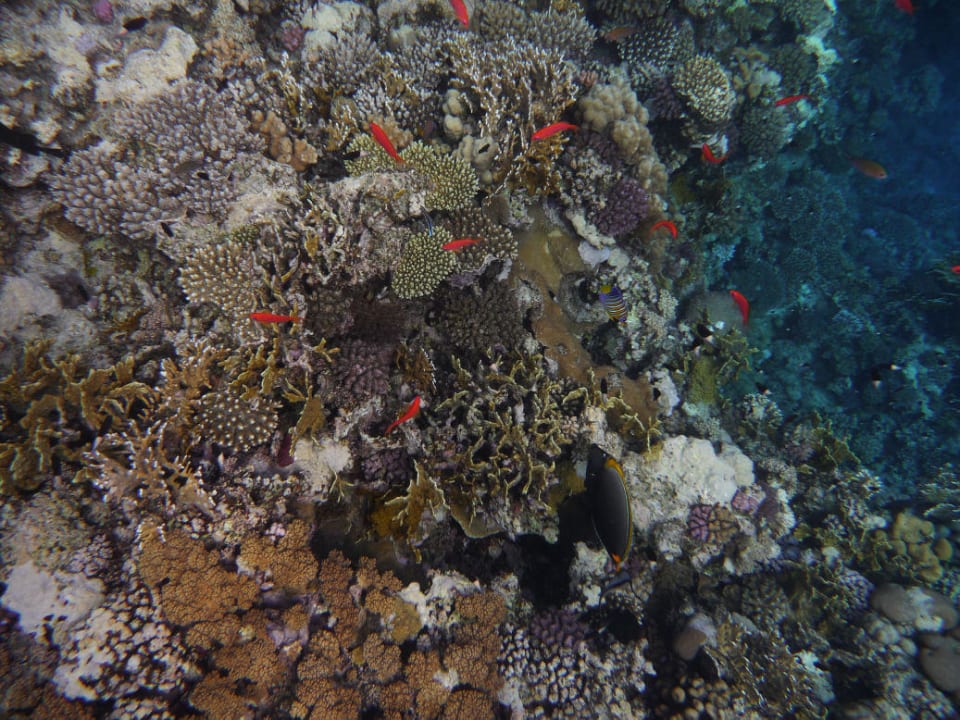 Die Riffkante Pickalbatros Sands Hotel - Port Ghalib