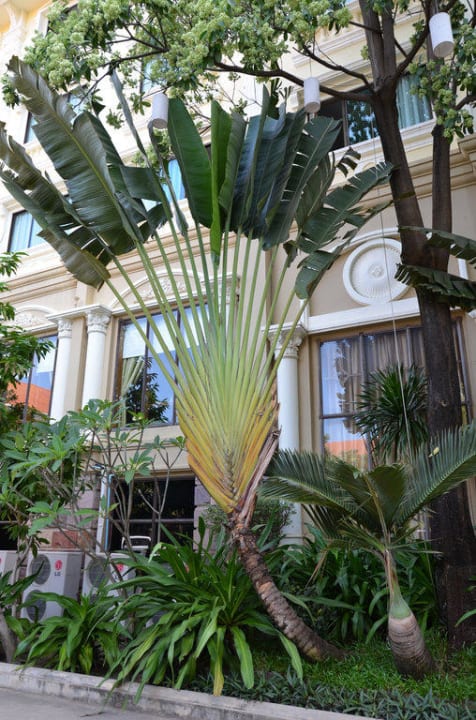 Schöne Bepflanzung neben dem Eingang Prince D'Angkor Hotel & Spa