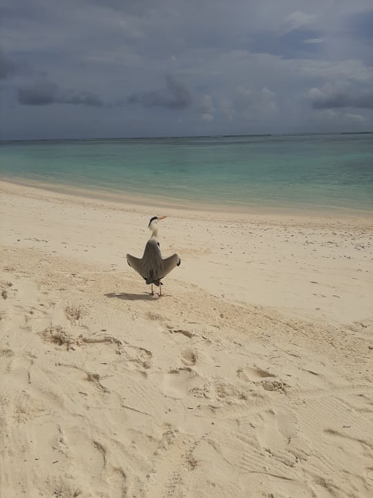 Strand Meeru Maldives Resort Island