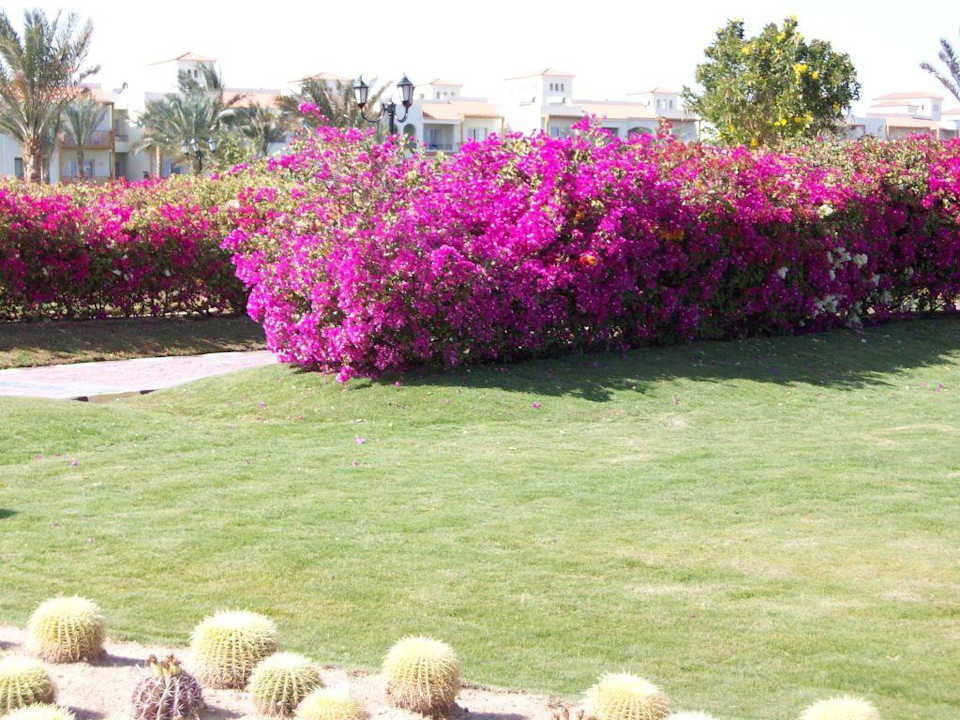 Wunderbare Blütenpracht Pickalbatros Dana Beach Resort - Hurghada