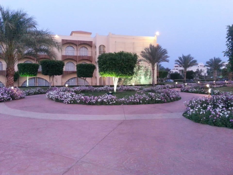 Einfach traumhaft! Desert Rose