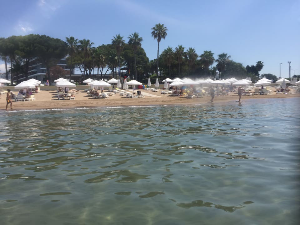 Strand Acanthus Cennet Barut Collection