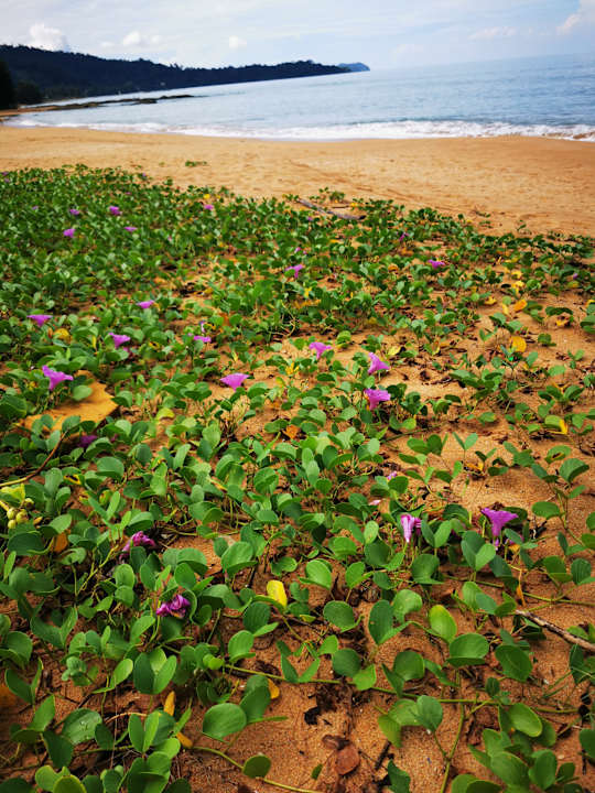 Strand La Flora Khao Lak