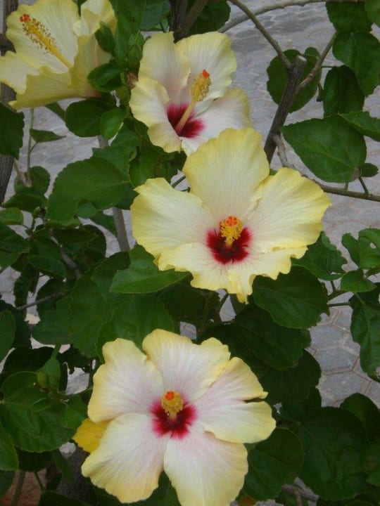 In der gesamten Anlage schöne Blumen Grand Hotel Holiday Resort