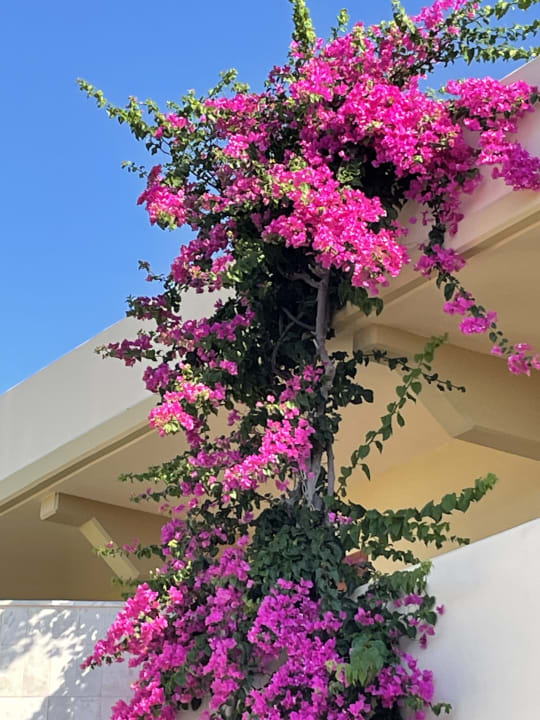 Sonstiges Hotel Kalithea Horizon Royal