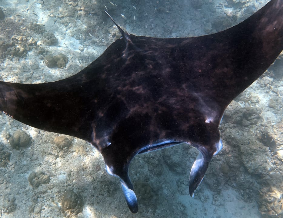 Sport & Freizeit Summer Island Maldives