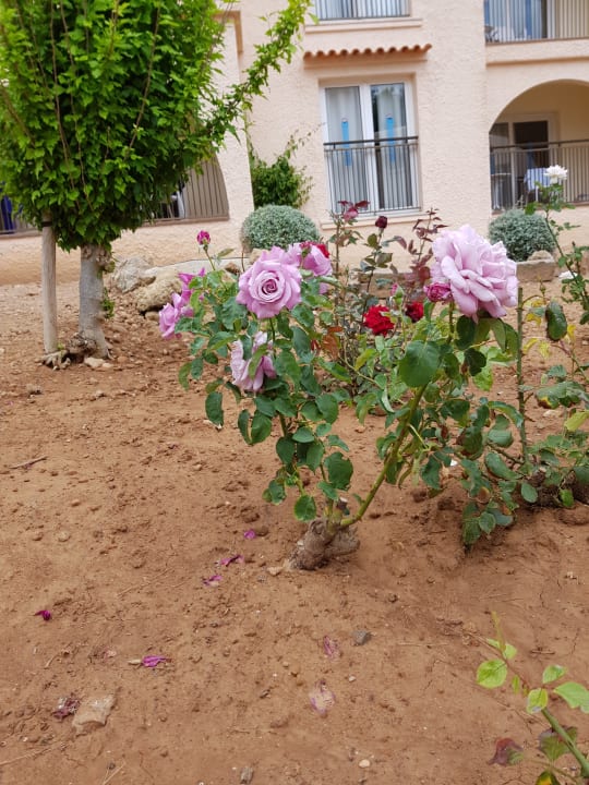 Gartenanlage Invisa Figueral Resort Cala Blanca